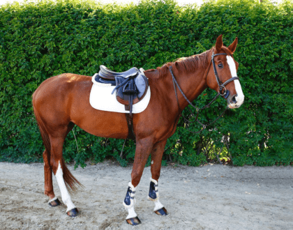 A brown horse wearing a saddle
