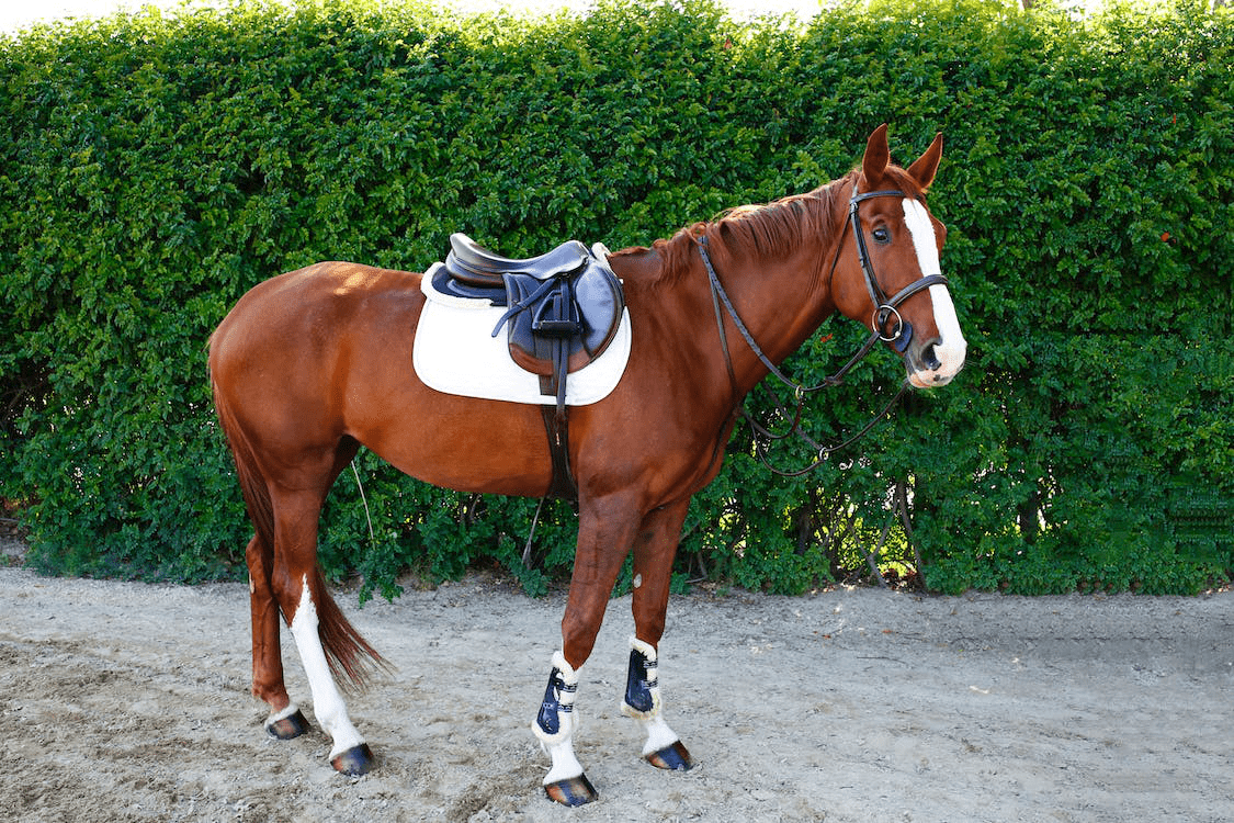 A brown horse wearing a saddle