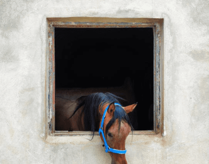 A horse sticking its head out of the stable window